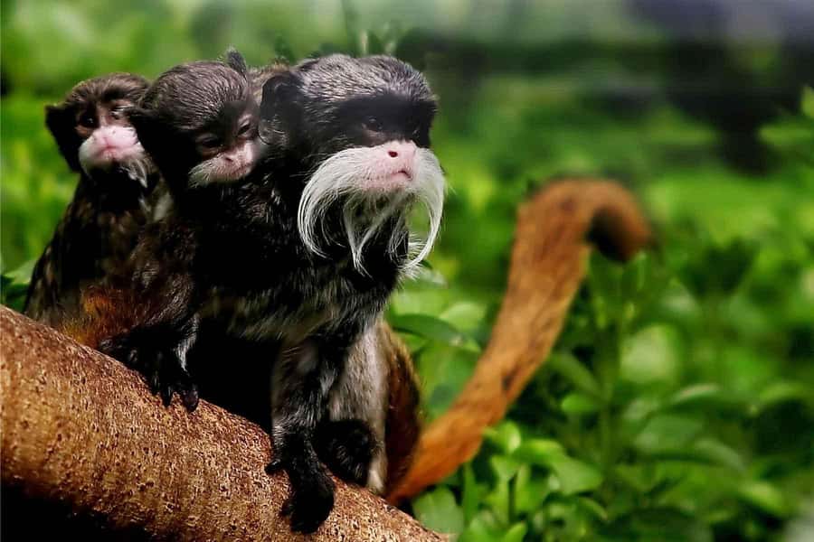 Living Nature from Cusco: 3 Days Manu Jungle all inclusive - Paucartambo and the Lupaca Tombs: Short Culture Stops That Don’t Waste Your Time