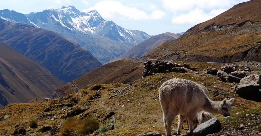 Machu Picchu 2 Days / 1 Night (By Bus) - Day 2: 4:30 a.m. wake-up, a 1.5-hour ascent, and the Machu Picchu guided visit