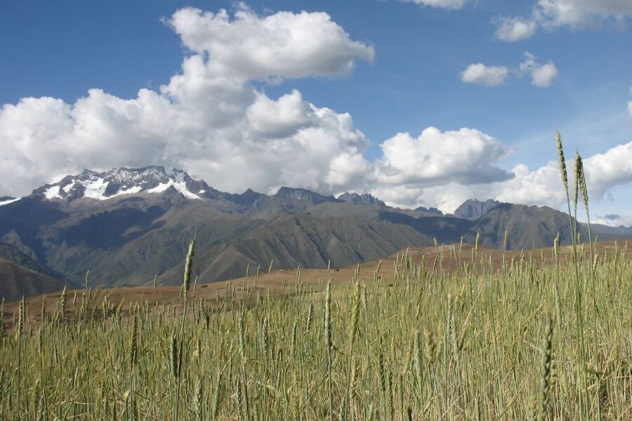 Machu Picchu: Private Full-Day Tour with Afternoon Entrance - Aguas Calientes bus up to Machu Picchu: where the day becomes real