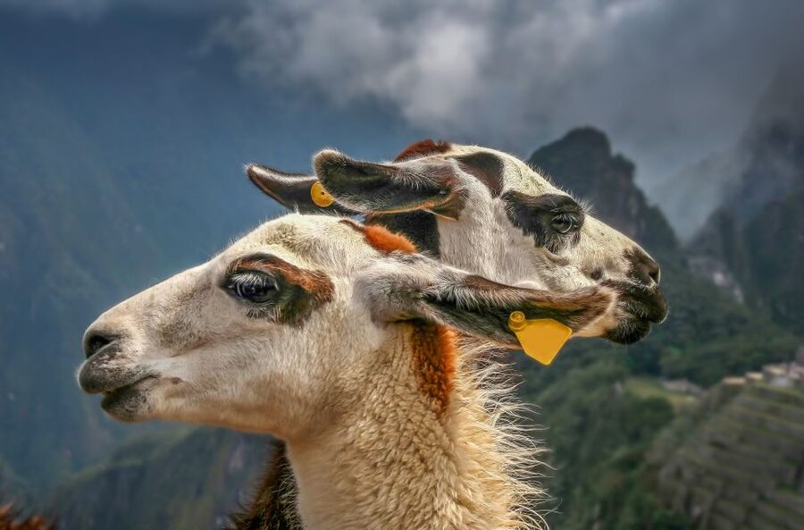Machu Picchu: Private Full-Day Tour with Afternoon Entrance - Walking the highlights with a private guide, then exploring freely
