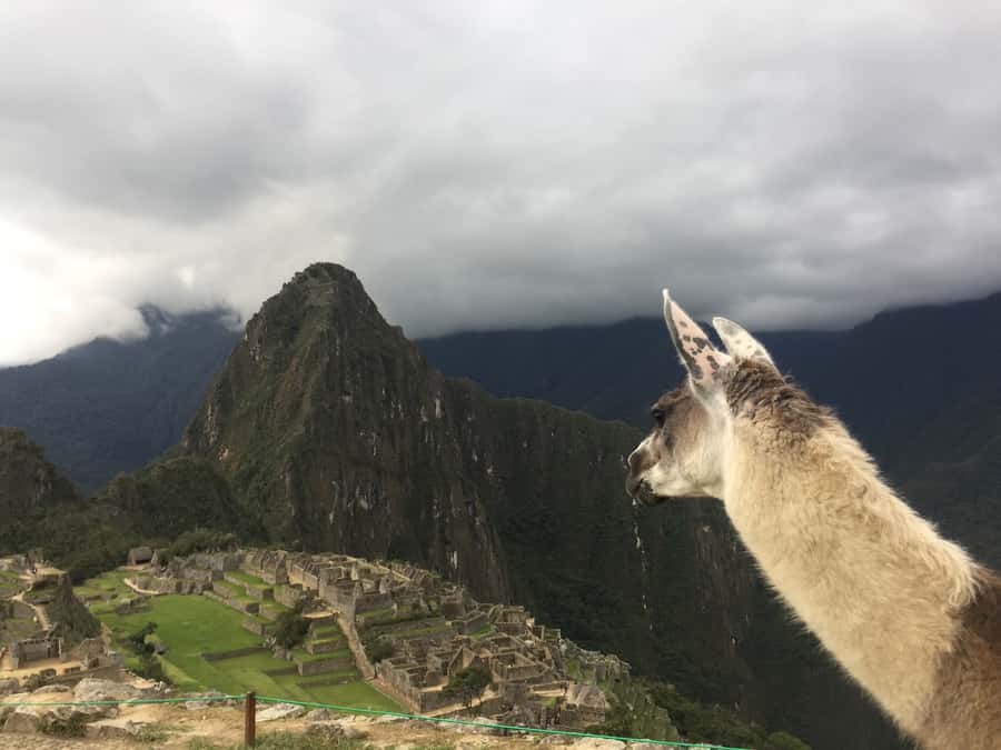 Machu Picchu: Private Tour Guide Service - Price and value: $98 per group up to 8, what you really buy