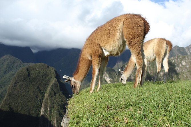 Machu Picchu Tour From Cusco Full Day - The 2-hour guided visit: what you will do on-site