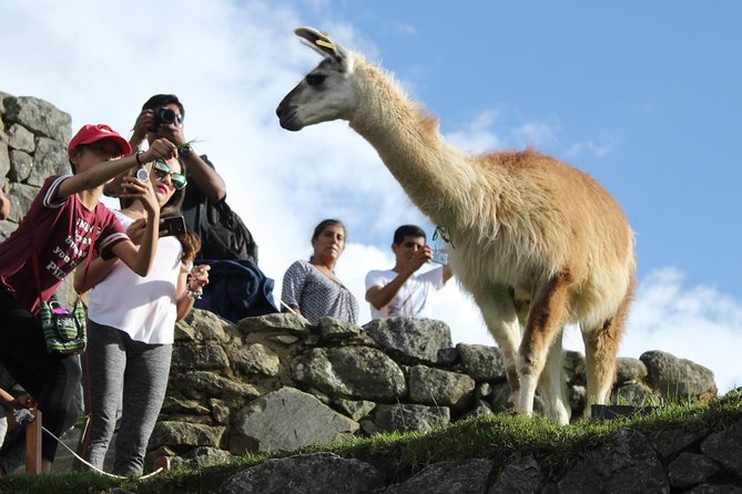 Machu Picchu Tour From Cusco Full Day - The return trip: train timing, late-day fatigue, and where delays can hit