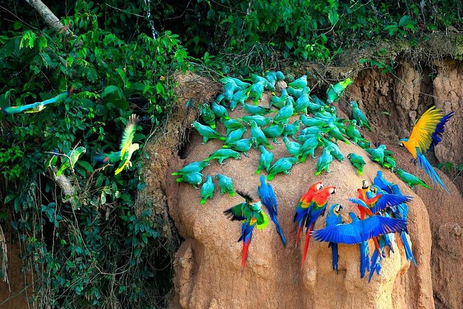 Manu National Park Tour 4days/3night - Eco-Lodge Living: Private Rooms and Jungle Practicalities
