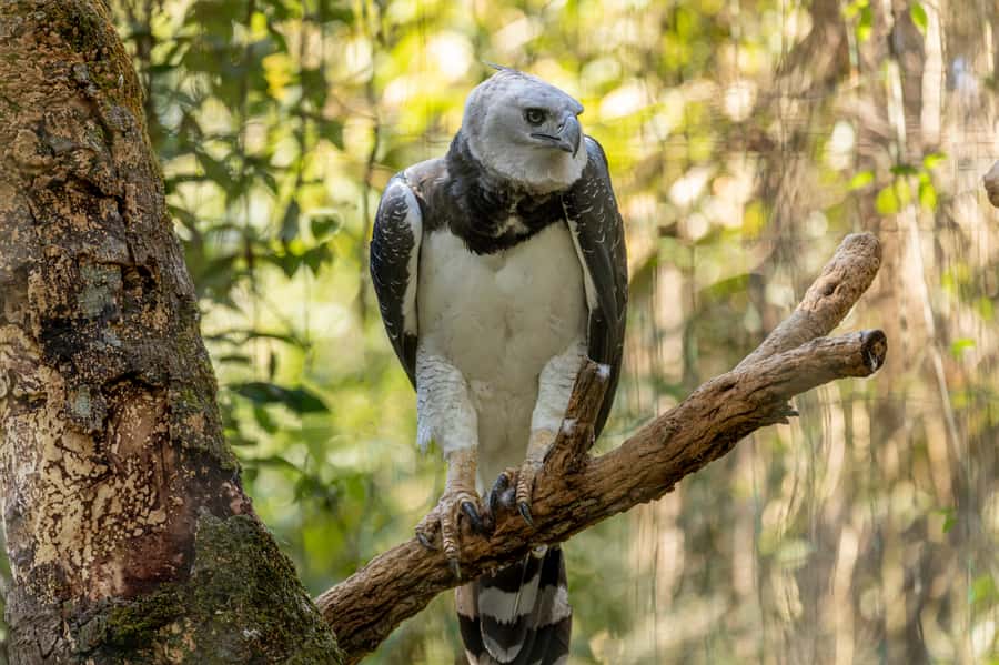 Manu National Park Tours from Cusco 5 Days - Day 1: Cusco to Bambu Lodge, with Paucartambo and Tres Cruces