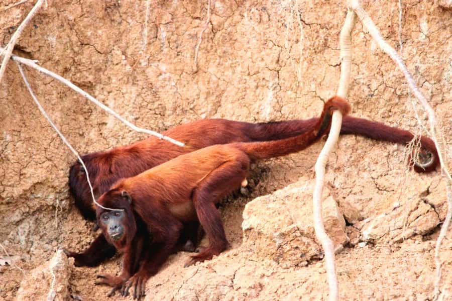 Manu National Park Tours from Cusco 5 Days - Day 2: Madre de Dios River boat ride to Soga de Oro Lodge