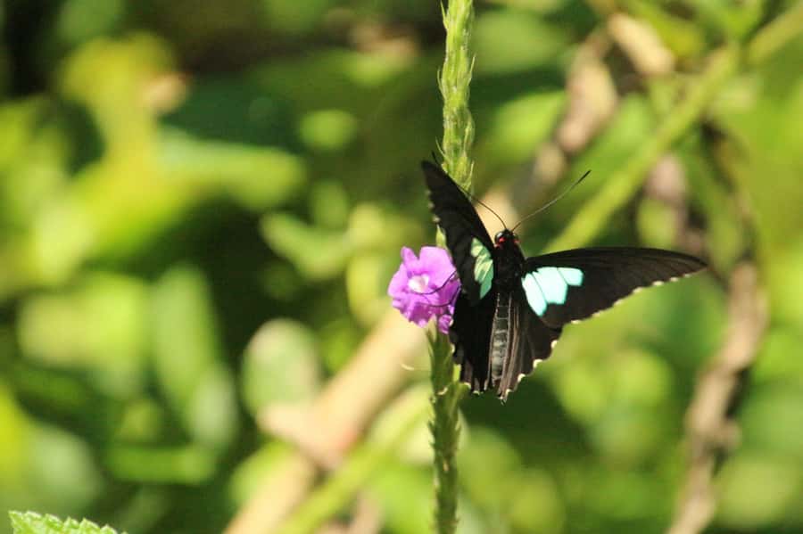 Manu National Park Tours from Cusco 5 Days - Day 4: Soga de Oro back to Bambu Lodge, plus more trails