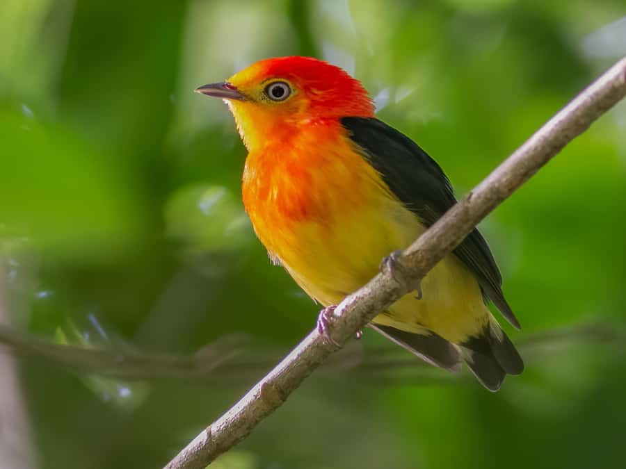 Manu National Park Tours from Cusco 5 Days - Day 5: Bambu Lodge to Cusco, with a final Paucartambo stop