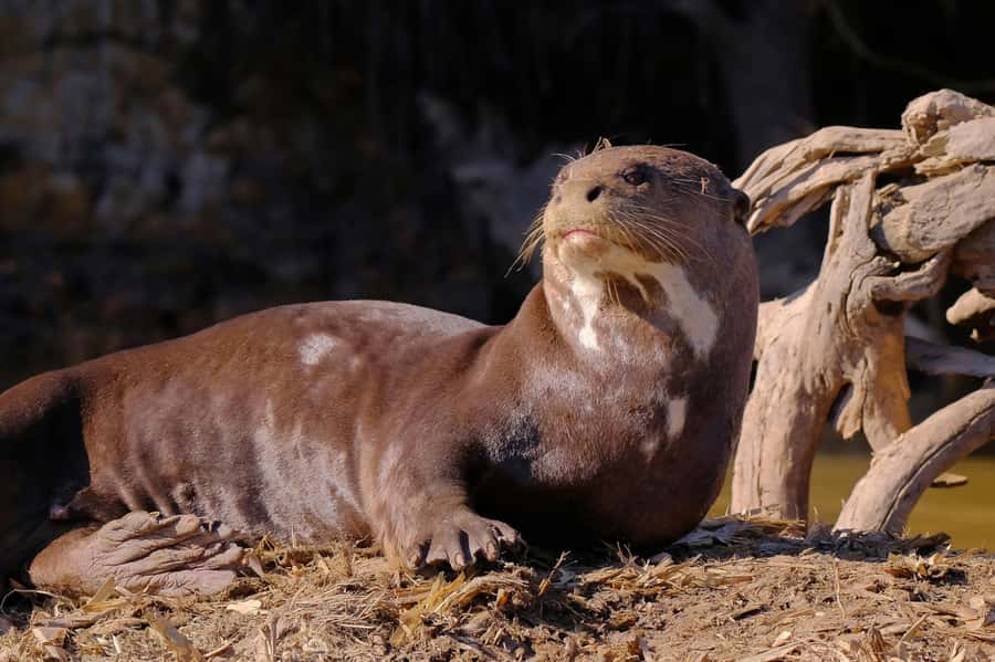 Manu National Park Tours from Cusco 5 Days - Price and value: what $673 covers, and where it might not