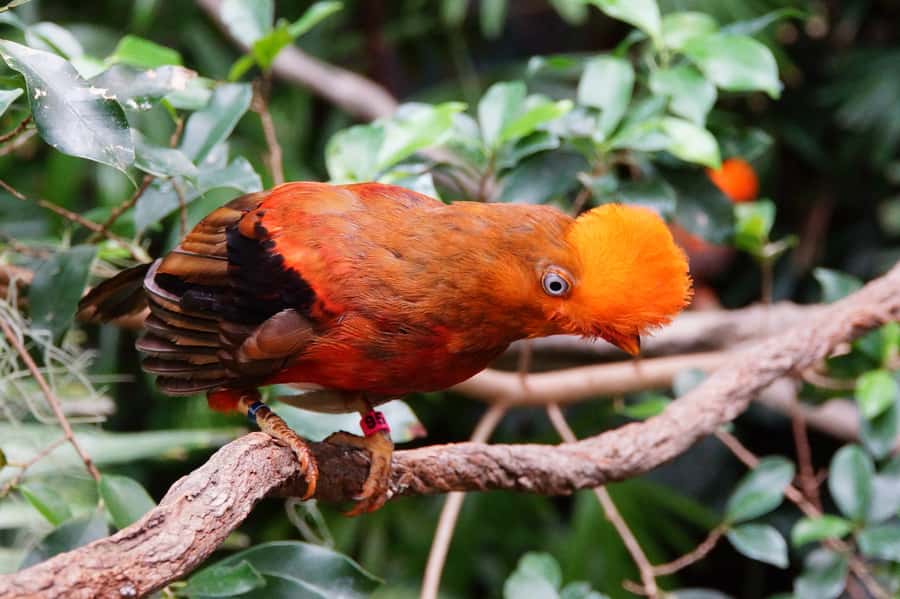 Manu National Park Tours from Cusco 5 Days - Bambu Lodge: where the trip’s pace finally slows