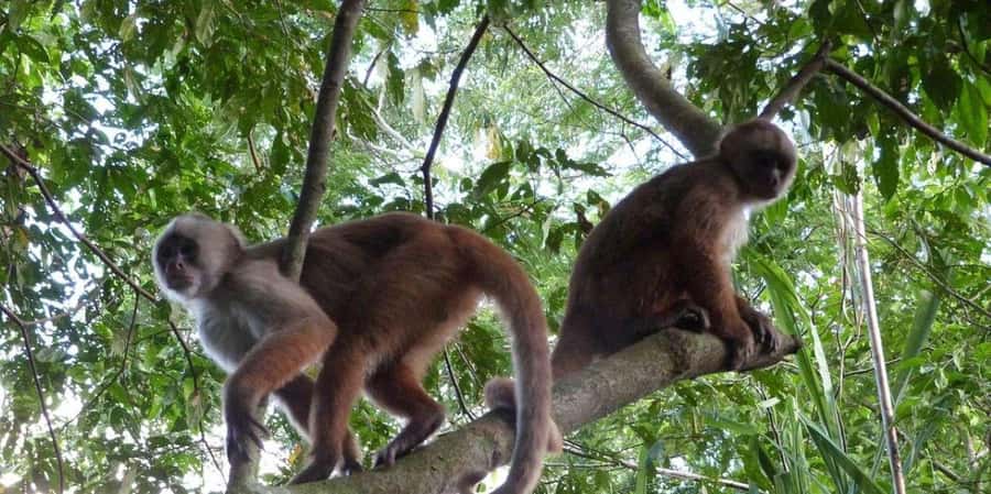 Monkey Island + Lake Sandoval 2D/1N - Key things you will notice on this trip