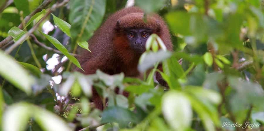 Monkey Island + Lake Sandoval 2D/1N - Getting to the ecolodge: the day starts with river time