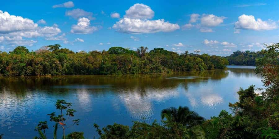 Monkey Island + Lake Sandoval 2D/1N - Tambopata jungle walk: where 500-year-old trees set the tone