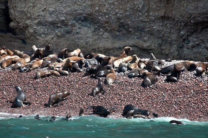 Nazca Lines & Ballestas Islands Private Tour Bus&Flight from Lima - Paracas to Ballestas Islands by Speed Boat: Wildlife Meets Wind