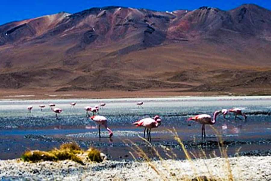 Offer Price Tour Salinas Lagoon and National Reserve 8 hours - The High Andean camelid and bird reserve: where the day turns from scenery to wildlife
