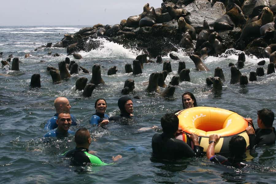 Palomino Islands Yacht Tour and swim alongside the sea lions - How pickup from Miraflores, Barranco, and San Isidro sets the tone