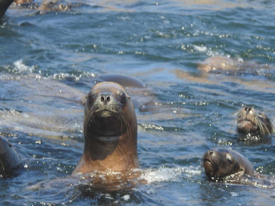 Palomino Islands Yacht Tour and swim alongside the sea lions - San Lorenzo Island: photo stop, guided tour, and real wildlife habitat