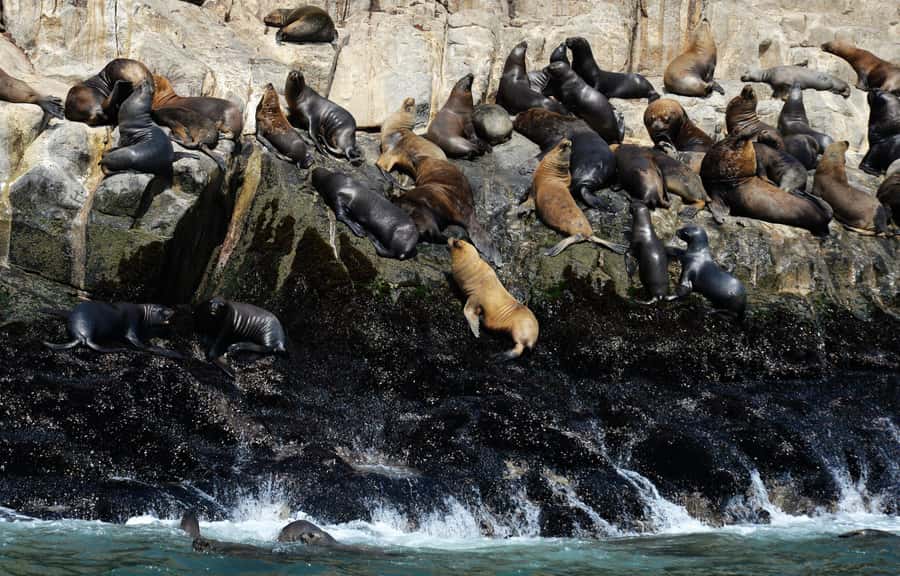Palomino Islands Yacht Tour and swim alongside the sea lions - Marine life you may spot, and why the Humboldt Current shapes it