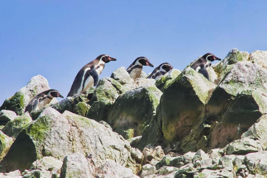 Paracas: Ballestas Islands and Candelabra of Paracas Boat - Price and what you actually get for $25