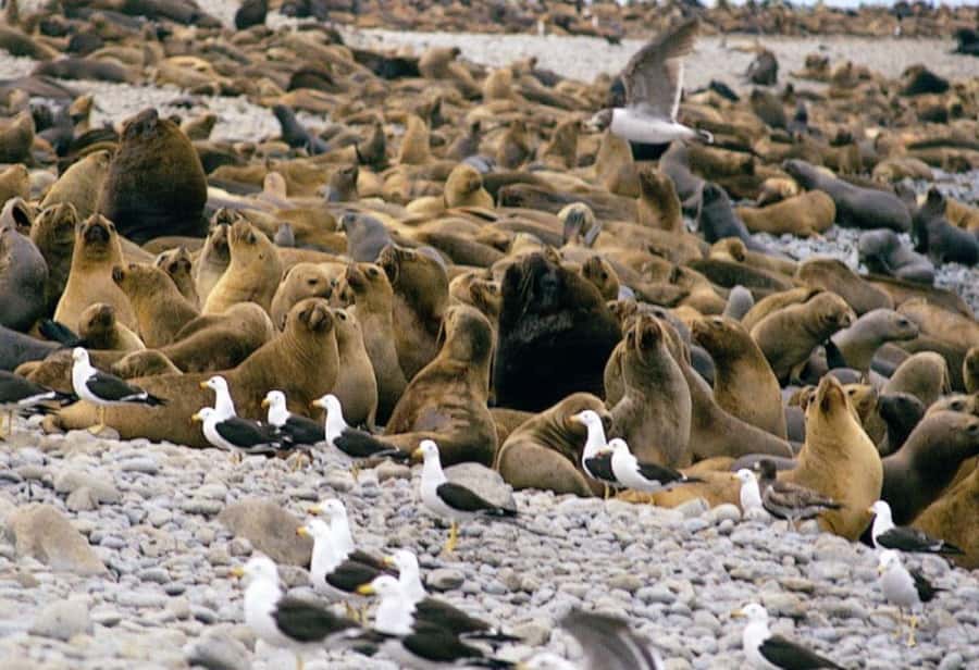 Paracas: Ballestas Islands and Candelabra of Paracas Boat - How long it takes, and how to plan your day