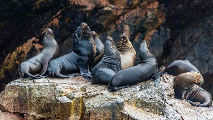 Paracas: Ballestas Islands and Candelabra of Paracas Boat - Group comfort and photo viewing: what can get annoying