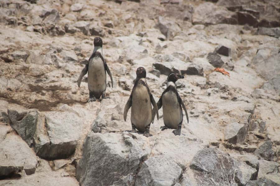 PARACAS: BALLESTAS ISLANDS AND NATIONAL RESERVE - The 45-minute break: how to use it without losing momentum
