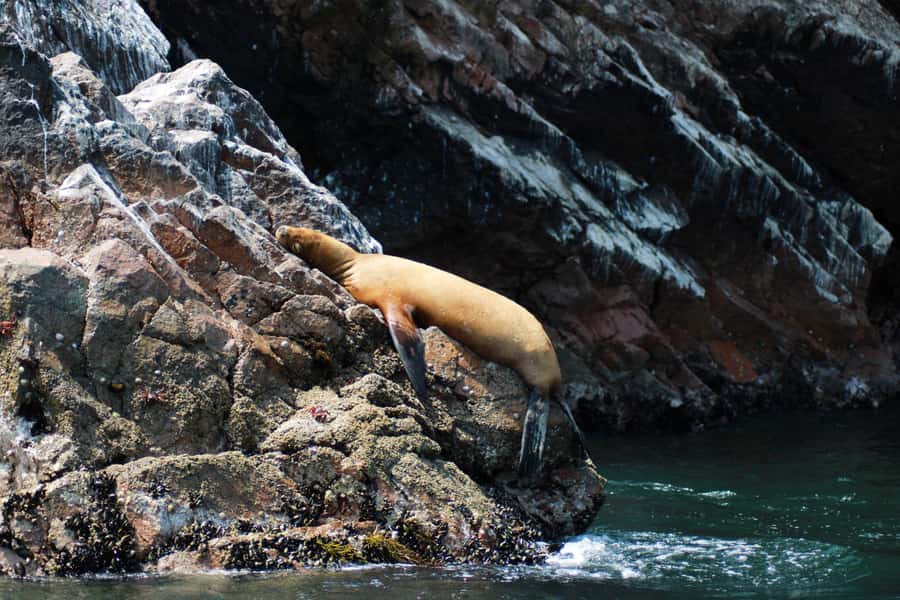 PARACAS: BALLESTAS ISLANDS AND NATIONAL RESERVE - Price and value: what $39 covers, and what to budget for