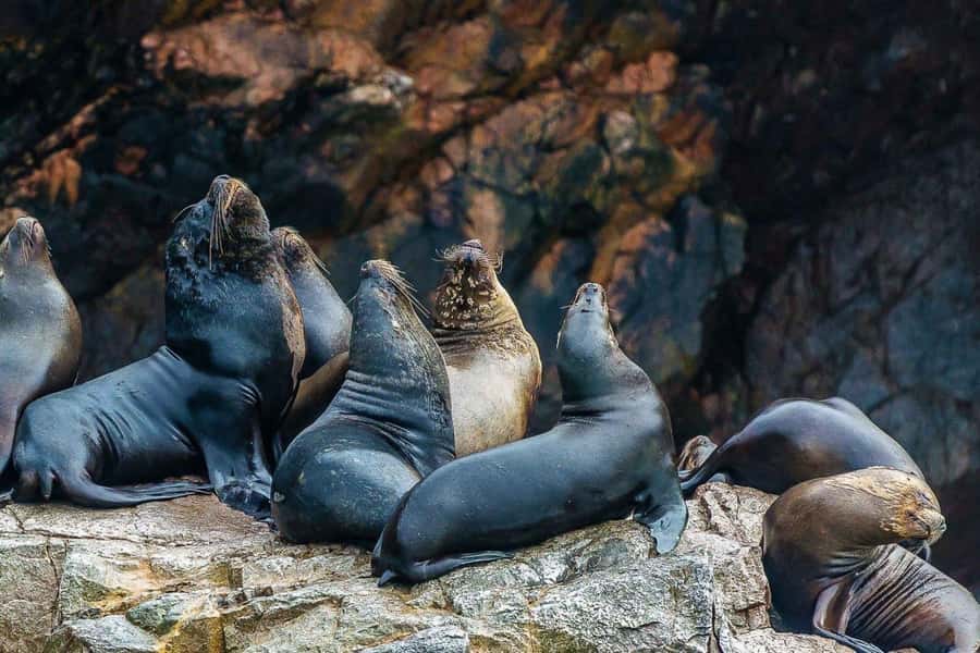 Paracas: Ballestas Islands Boat tour - Islas Ballestas - Penguin and sea lion time: the maternity hospital moment
