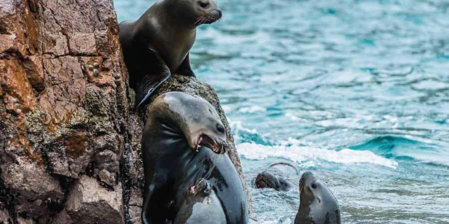 Paracas: Ballestas Islands Boat tour - Islas Ballestas - Wildlife you can realistically aim for