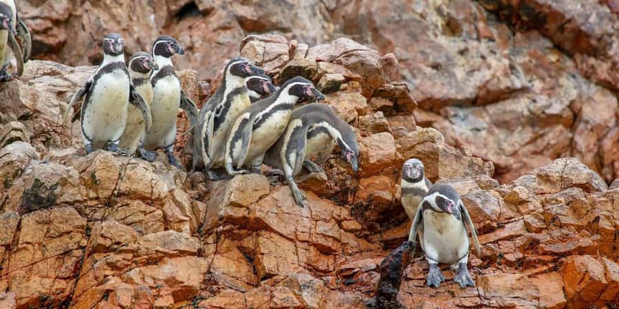 Paracas: Ballestas Islands Boat tour - Islas Ballestas - El Chaco Pier: the smart starting point for a 2-hour wildlife sprint