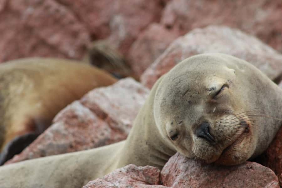 Paracas: Ballestas Islands Guided Boat Tour - Ballestas Islands in two hours: the core idea