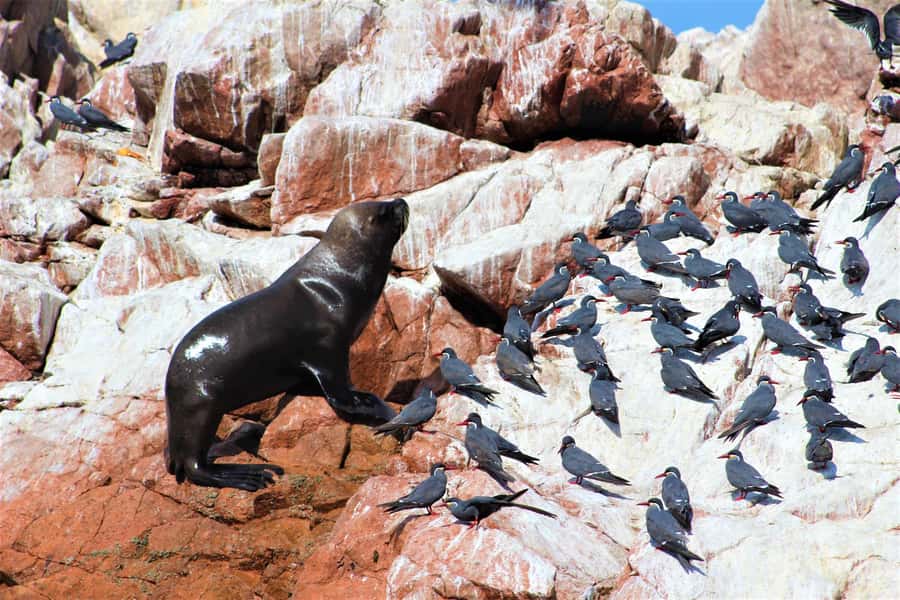 Paracas: Ballestas Islands Guided Boat Tour - Ballestas Islands wildlife: what you are really here for