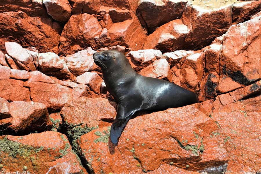 Paracas: Ballestas Islands Guided Boat Tour - Pricing and value: what $20 covers in practice