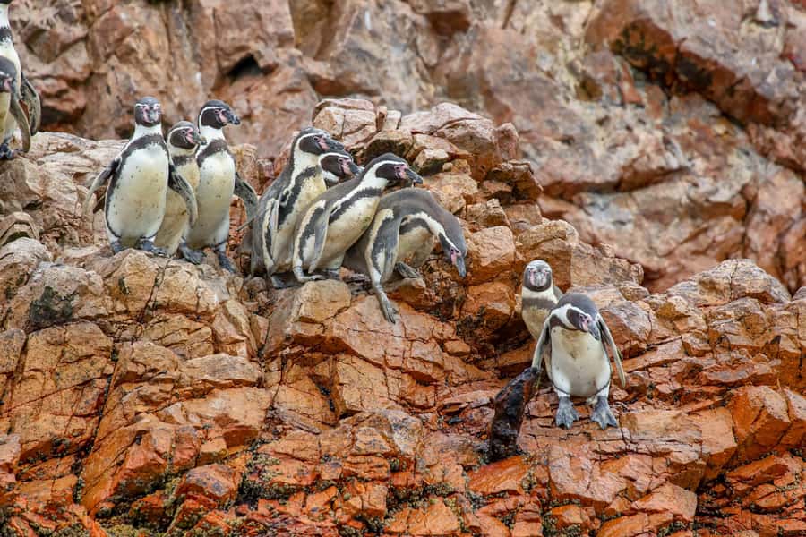 Paracas: Ballestas Islands Morning Boat Tour - Key Things I’d Be Excited About