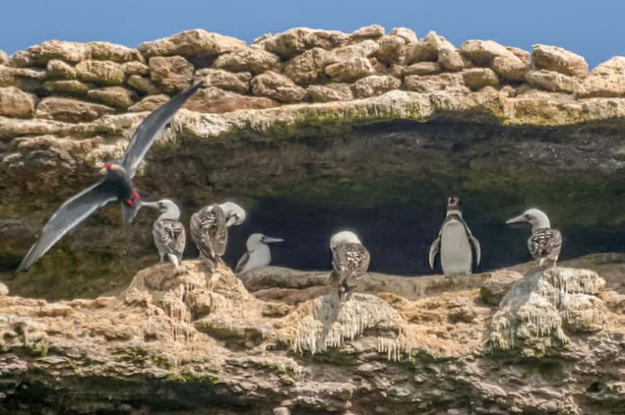 Paracas: Ballestas Islands Morning Boat Tour - Why This Paracas Morning Boat Tour Fits Most Schedules