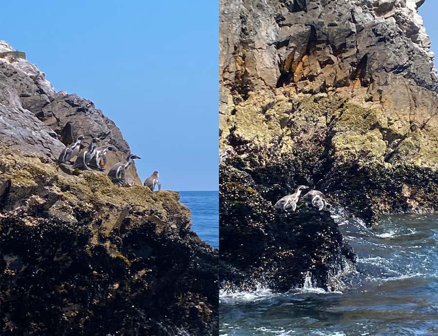 Paracas: Ballestas Islands Morning Boat Tour - The Ride Itself: Speed, Cover, and Why It Matters for Comfort