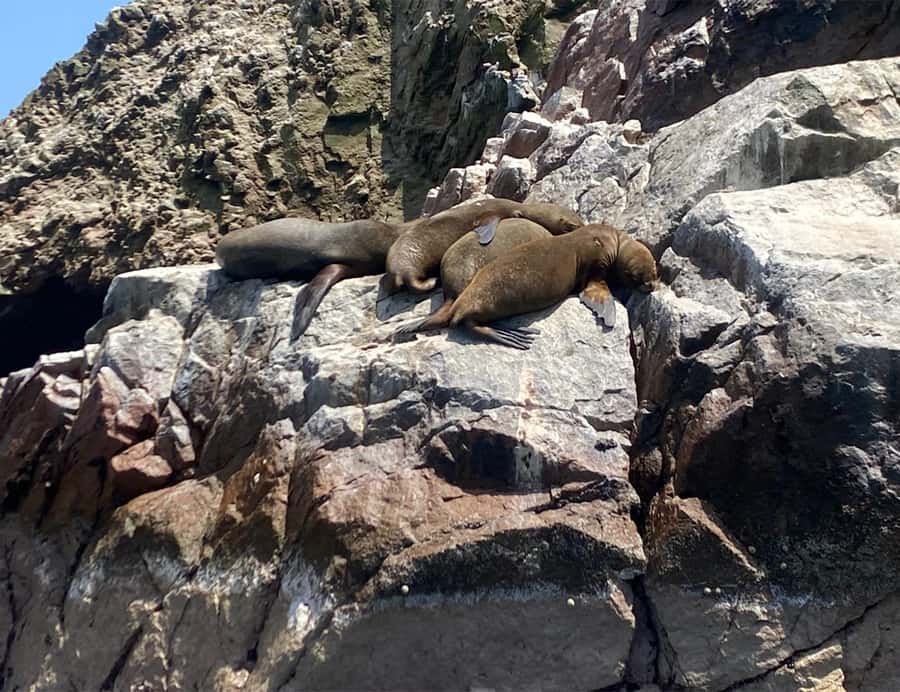 Paracas: Ballestas Islands Morning Boat Tour - Price and Value: How $17 Adds Up When You Compare What’s Included