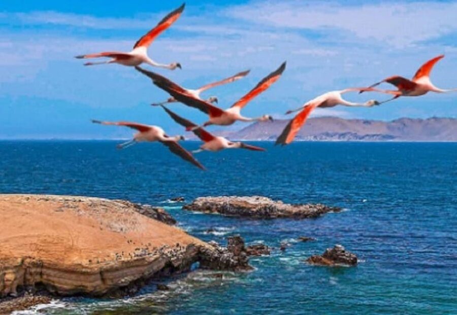 PARACAS|| Sunset trekking in the Paracas National Reserve - Group size and languages: comfortable, bilingual, and easy to ask questions