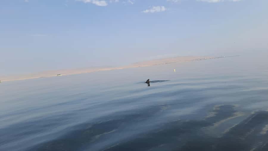 Private Tour: Ballestas Island & Huacachina Oasis, from Lima - Private Day From Lima: What You Really Pay For