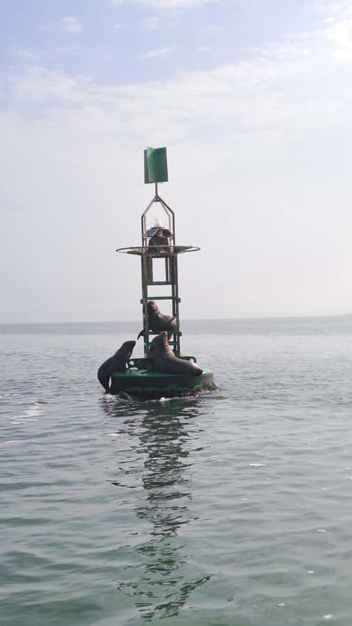 Private Tour: Ballestas Island & Huacachina Oasis, from Lima - Paracas Port Break and Breakfast Timing