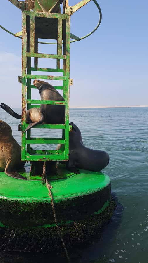 Private Tour: Ballestas Island & Huacachina Oasis, from Lima - The Long Drive Inland: Why Ica Changes the Day