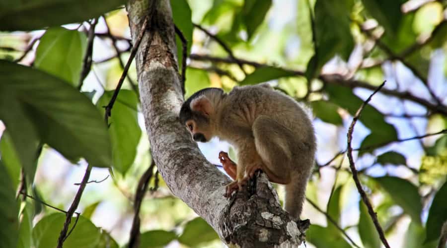 Puerto Maldonado: 2-Day Peruvian Tambopata Jungle Trip - FAQ