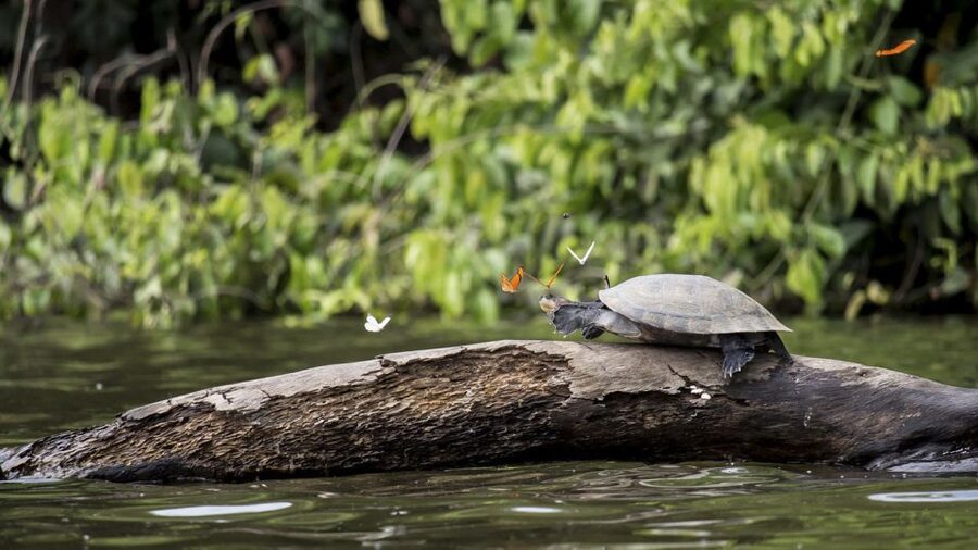 Puerto Maldonado: 2-Day Peruvian Tambopata Jungle Trip - Timing, Transfers, and the Flight Window You Must Not Ignore