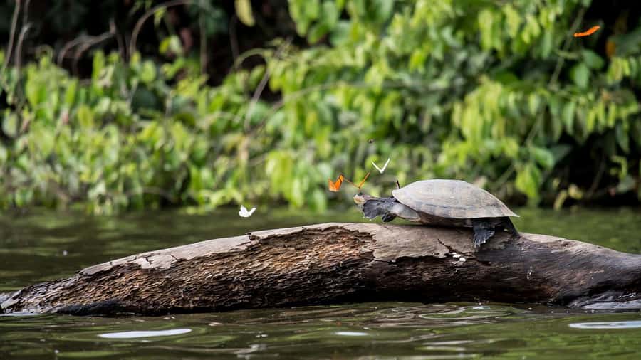 Puerto Maldonado: 2-Day Peruvian Tambopata Jungle Trip - Should You Book PVTravel’s 2-Day Tambopata Jungle Trip?