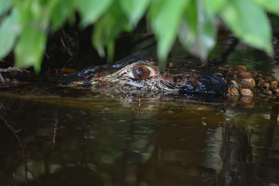 Puerto Maldonado: 4-Day Tambopata Rainforest Tour - Key points you’ll care about most