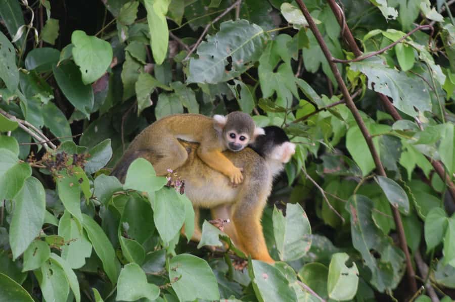 Puerto Maldonado: 4-Day Tambopata Rainforest Tour - Day 2, sloth search and Lake Sandoval’s otter and caiman world