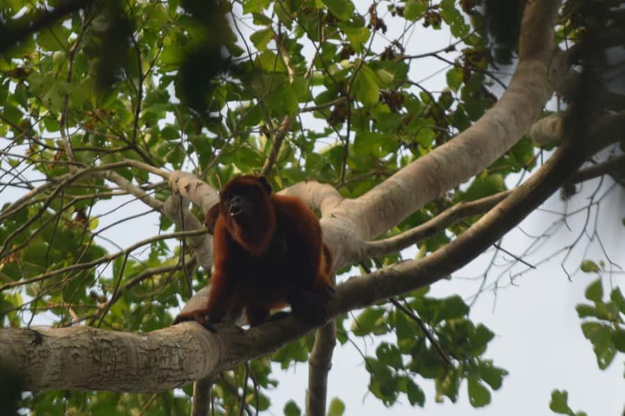 Puerto Maldonado: 4-Day Tambopata Rainforest Tour - Food and comfort: tasty meals, cold showers, and a more authentic rhythm