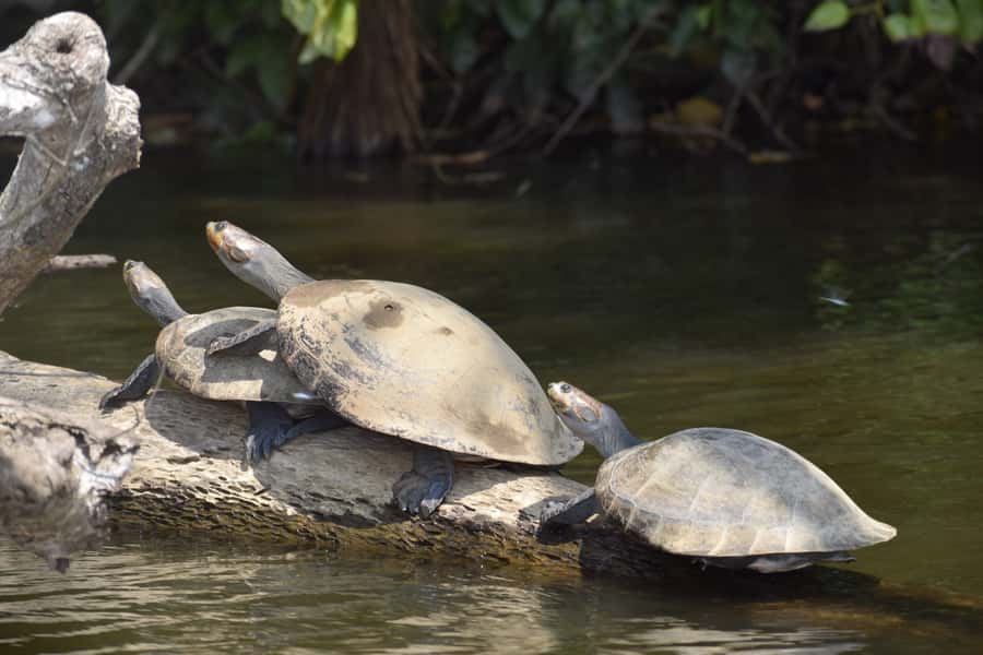 Puerto Maldonado: 4-Day Tambopata Rainforest Tour - Day 1, the Tambopata River: sunset walks and a night hike