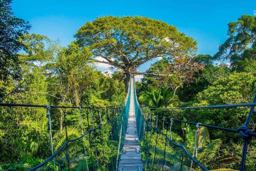Puerto Maldonado: Jungle Adventure |Zipline + Canopy + Kayak - Puerto Maldonado jungle energy for $66: the real value