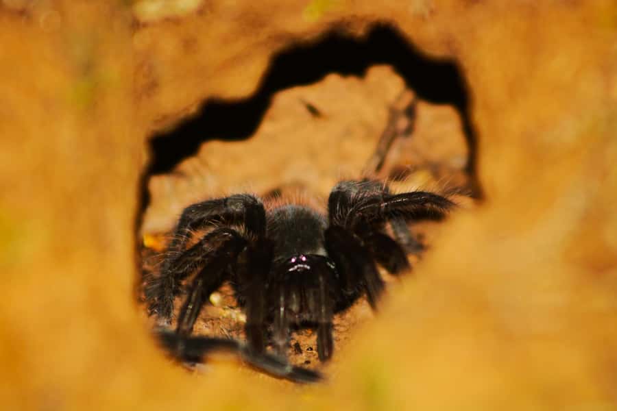 Puerto Maldonado: Jungle Night Tour with Sloths & Tarantulas - Price and Value for a $45, 2-Hour Night Hunt